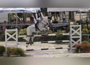 Caballo de deporte alemán, Caballo castrado, 7 años, 170 cm, Tordo