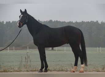 Caballo de deporte alemán, Caballo castrado, 7 años, 172 cm, Castaño