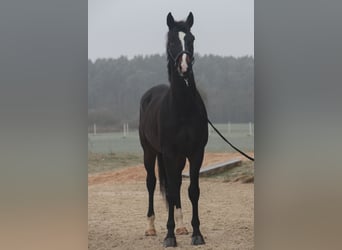 Caballo de deporte alemán, Caballo castrado, 7 años, 172 cm, Castaño