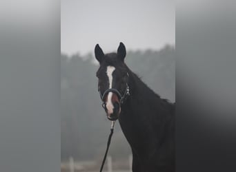 Caballo de deporte alemán, Caballo castrado, 7 años, 172 cm, Castaño