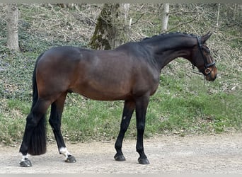 Caballo de deporte alemán, Caballo castrado, 7 años, 172 cm, Castaño oscuro