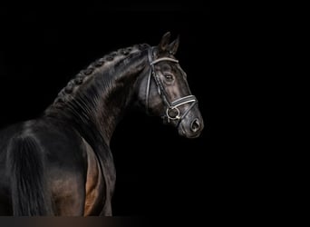 Caballo de deporte alemán, Caballo castrado, 7 años, 172 cm, Morcillo