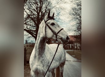 Caballo de deporte alemán, Caballo castrado, 7 años, 172 cm, Tordo