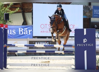 Caballo de deporte alemán, Caballo castrado, 7 años, 173 cm, Castaño