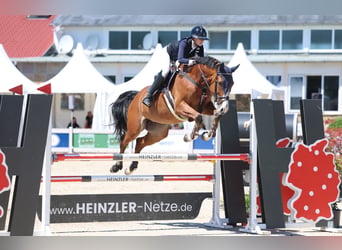 Caballo de deporte alemán, Caballo castrado, 7 años, 173 cm, Castaño