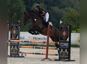 Caballo de deporte alemán, Caballo castrado, 7 años, 173 cm, Castaño oscuro