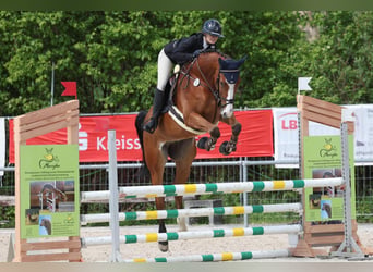 Caballo de deporte alemán, Caballo castrado, 7 años, 174 cm, Castaño
