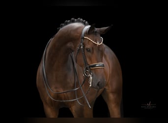 Caballo de deporte alemán, Caballo castrado, 7 años, 174 cm, Castaño oscuro