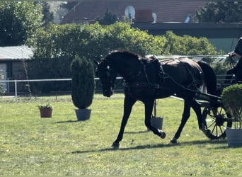 Caballo de deporte alemán, Caballo castrado, 7 años, 174 cm, Negro