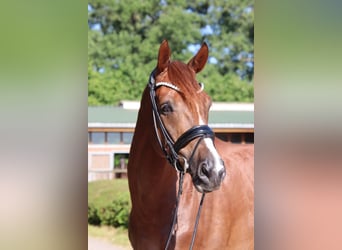Caballo de deporte alemán, Caballo castrado, 7 años, 175 cm, Alazán-tostado