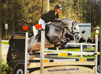 Caballo de deporte alemán, Caballo castrado, 7 años, 175 cm, Tordo