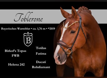 Caballo de deporte alemán, Caballo castrado, 7 años, 176 cm, Alazán-tostado