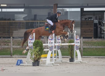 Caballo de deporte alemán, Caballo castrado, 7 años, 177 cm, Alazán-tostado