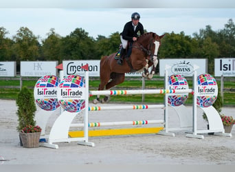 Caballo de deporte alemán, Caballo castrado, 7 años, 177 cm, Alazán-tostado