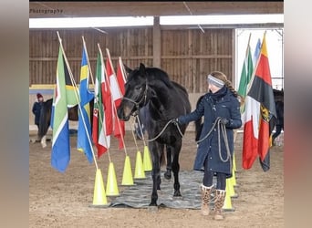 Caballo de deporte alemán, Caballo castrado, 7 años, 177 cm, Negro