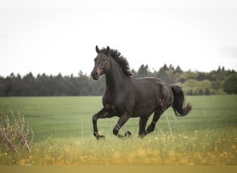 Caballo de deporte alemán, Caballo castrado, 7 años, 177 cm, Negro