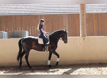 Caballo de deporte alemán, Caballo castrado, 7 años, 177 cm, Negro