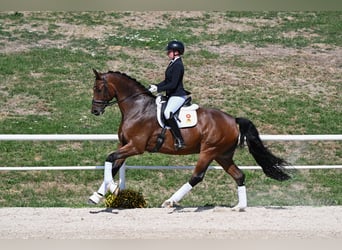 Caballo de deporte alemán, Caballo castrado, 7 años, 178 cm, Castaño