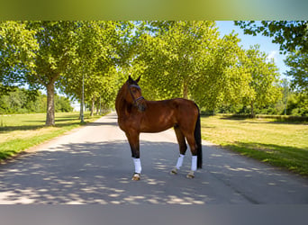 Caballo de deporte alemán, Caballo castrado, 7 años, 179 cm, Castaño