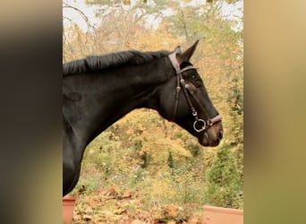 Caballo de deporte alemán, Caballo castrado, 7 años, 180 cm