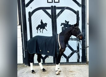 Caballo de deporte alemán, Caballo castrado, 7 años, 180 cm, Morcillo