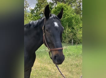 Caballo de deporte alemán, Caballo castrado, 7 años, 180 cm, Morcillo