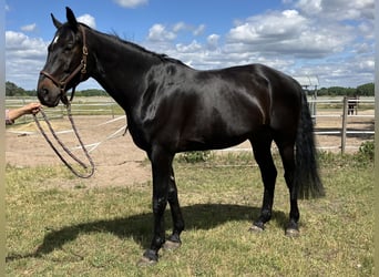 Caballo de deporte alemán, Caballo castrado, 7 años, 180 cm, Morcillo