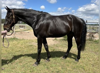 Caballo de deporte alemán, Caballo castrado, 7 años, 180 cm, Morcillo