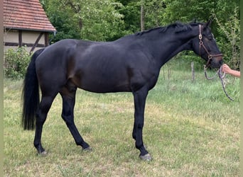 Caballo de deporte alemán, Caballo castrado, 7 años, 180 cm, Morcillo