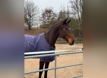 Caballo de deporte alemán, Caballo castrado, 7 años, 182 cm, Castaño