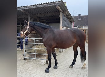 Caballo de deporte alemán, Caballo castrado, 7 años, 182 cm, Castaño