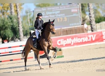 Caballo de deporte alemán, Caballo castrado, 7 años, Castaño