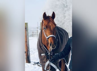 Caballo de deporte alemán, Caballo castrado, 8 años, 166 cm, Alazán-tostado