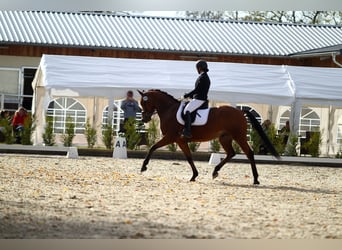 Caballo de deporte alemán, Caballo castrado, 8 años, 166 cm, Castaño