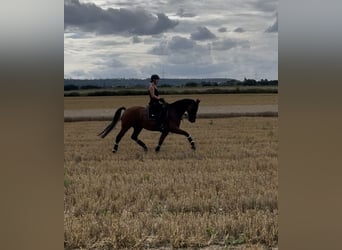 Caballo de deporte alemán, Caballo castrado, 8 años, 166 cm, Castaño