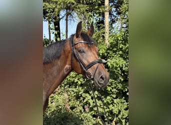 Caballo de deporte alemán, Caballo castrado, 8 años, 167 cm, Castaño