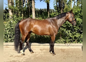 Caballo de deporte alemán, Caballo castrado, 8 años, 167 cm, Castaño