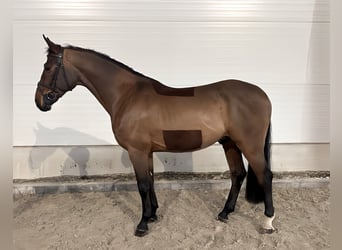 Caballo de deporte alemán, Caballo castrado, 8 años, 167 cm, Castaño