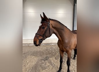 Caballo de deporte alemán, Caballo castrado, 8 años, 167 cm, Castaño