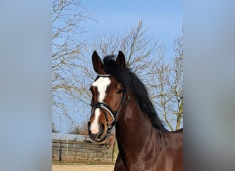 Caballo de deporte alemán, Caballo castrado, 8 años, 168 cm, Castaño