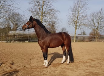 Caballo de deporte alemán, Caballo castrado, 8 años, 168 cm, Castaño