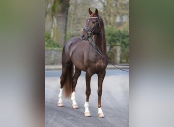 Caballo de deporte alemán, Caballo castrado, 8 años, 170 cm, Alazán-tostado