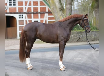 Caballo de deporte alemán, Caballo castrado, 8 años, 170 cm, Alazán-tostado