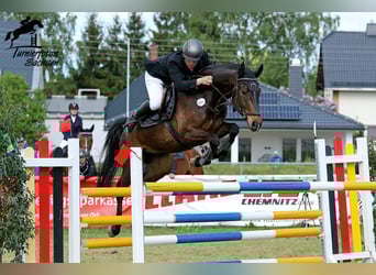 Caballo de deporte alemán, Caballo castrado, 8 años, 170 cm, Castaño