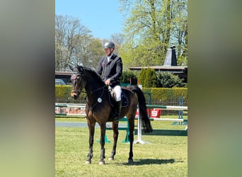 Caballo de deporte alemán, Caballo castrado, 8 años, 170 cm, Castaño