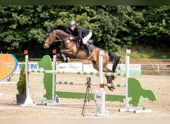 Caballo de deporte alemán, Caballo castrado, 8 años, 170 cm, Castaño