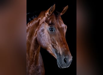 Caballo de deporte alemán, Caballo castrado, 8 años, 170 cm, Castaño