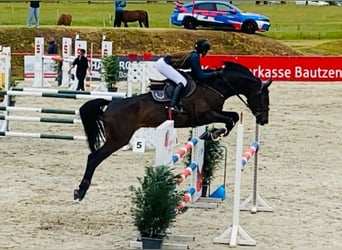 Caballo de deporte alemán, Caballo castrado, 8 años, 170 cm, Castaño oscuro