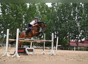 Caballo de deporte alemán, Caballo castrado, 8 años, 170 cm, Castaño oscuro