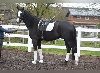 Caballo de deporte alemán, Caballo castrado, 8 años, 170 cm, Negro